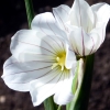 pale maiden - olsynium filifolium - abriachan nurseries